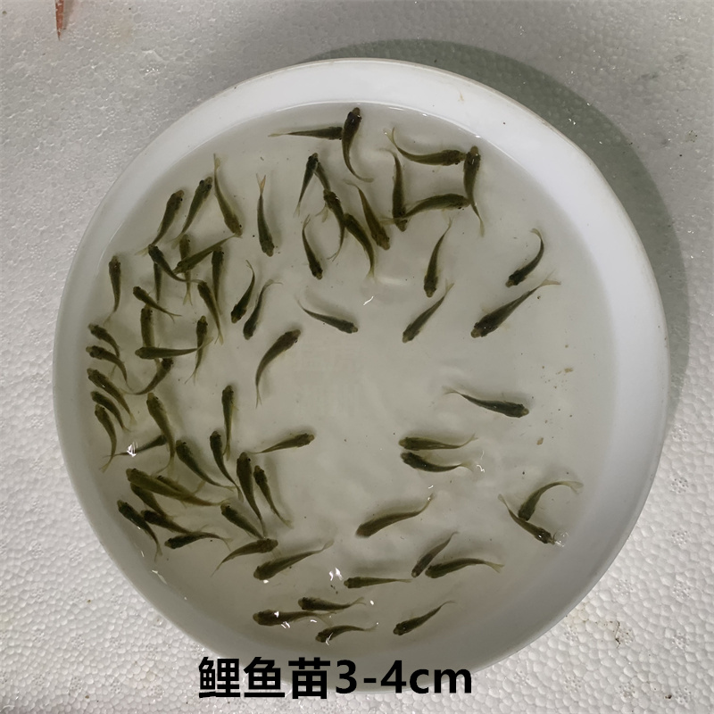 优质鲤鱼苗丰鲤鱼养殖活体淡水观赏稻田饲料鱼活体小鱼饵料鱼好养-图1