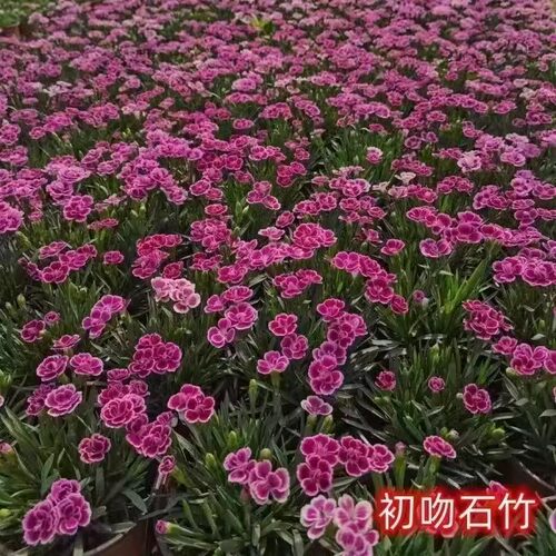 石竹花盆栽苗带花苞一见钟情初吻室内阳台庭院花卉四季开花好养活 - 图3