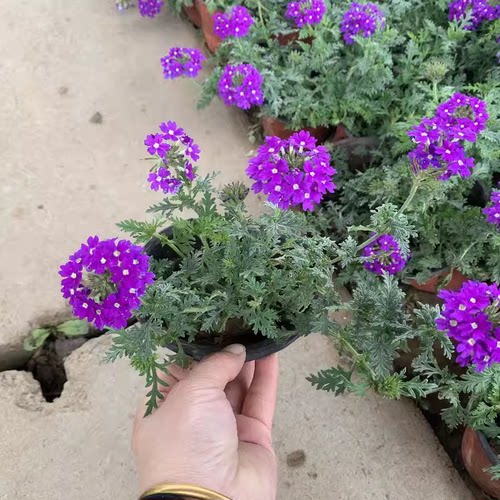 美女樱花苗盆栽多年生植物开花耐寒热细叶美女樱苗绿植物庭院 - 图0