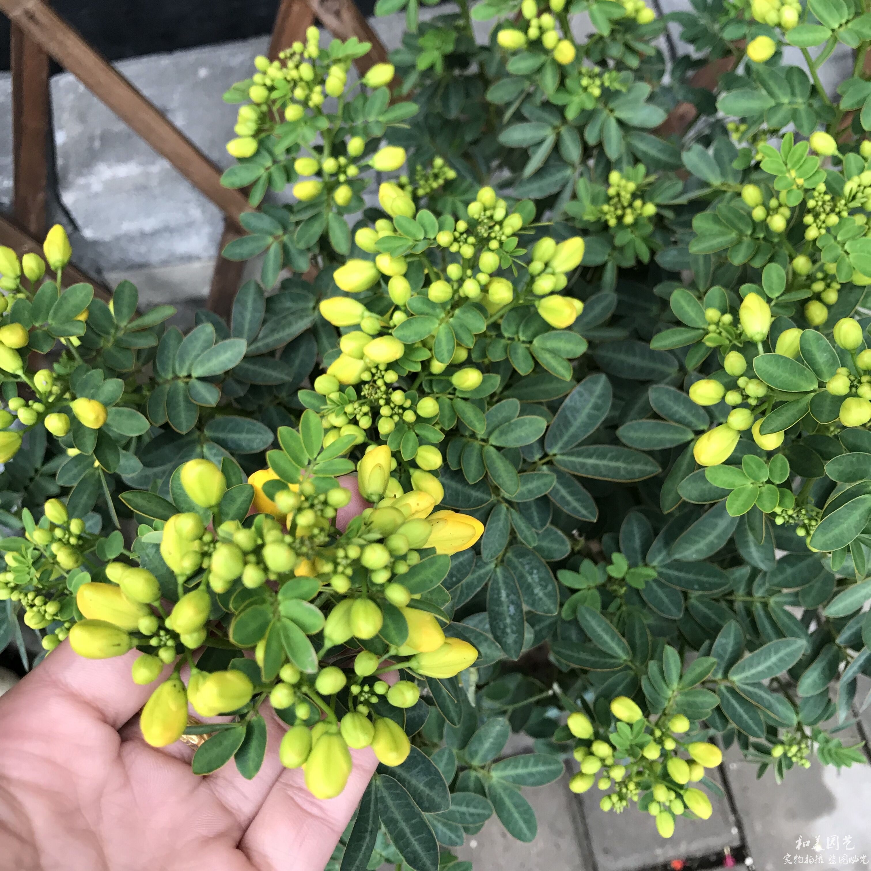 黄金梅盆栽庭院多年生耐寒木本花卉独杆棒棒糖黄槐决明植物带花苞
