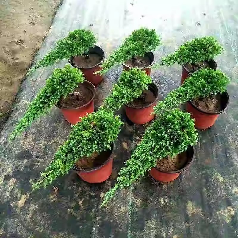 迎客松松柏造型盆景绿植真树室内外办公桌松柏景观树盆栽四季常青 - 图1