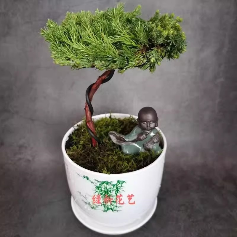 迎客松松柏造型盆景绿植真树室内外办公桌松柏景观树盆栽四季常青 - 图2