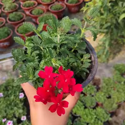 美女樱花苗盆栽多年生植物开花耐寒热细叶美女樱苗绿植物庭院 - 图2