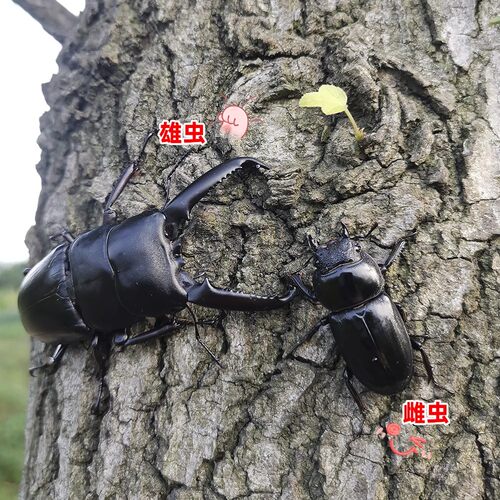 中华大扁锹甲成虫活虫入门甲虫宠物活体科普昆虫独角仙大兜虫巨扁 - 图2