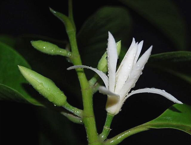 白兰花肥料盆栽植物室内黄角兰专用酸性土壤生长催花肥有机肥园艺-图1