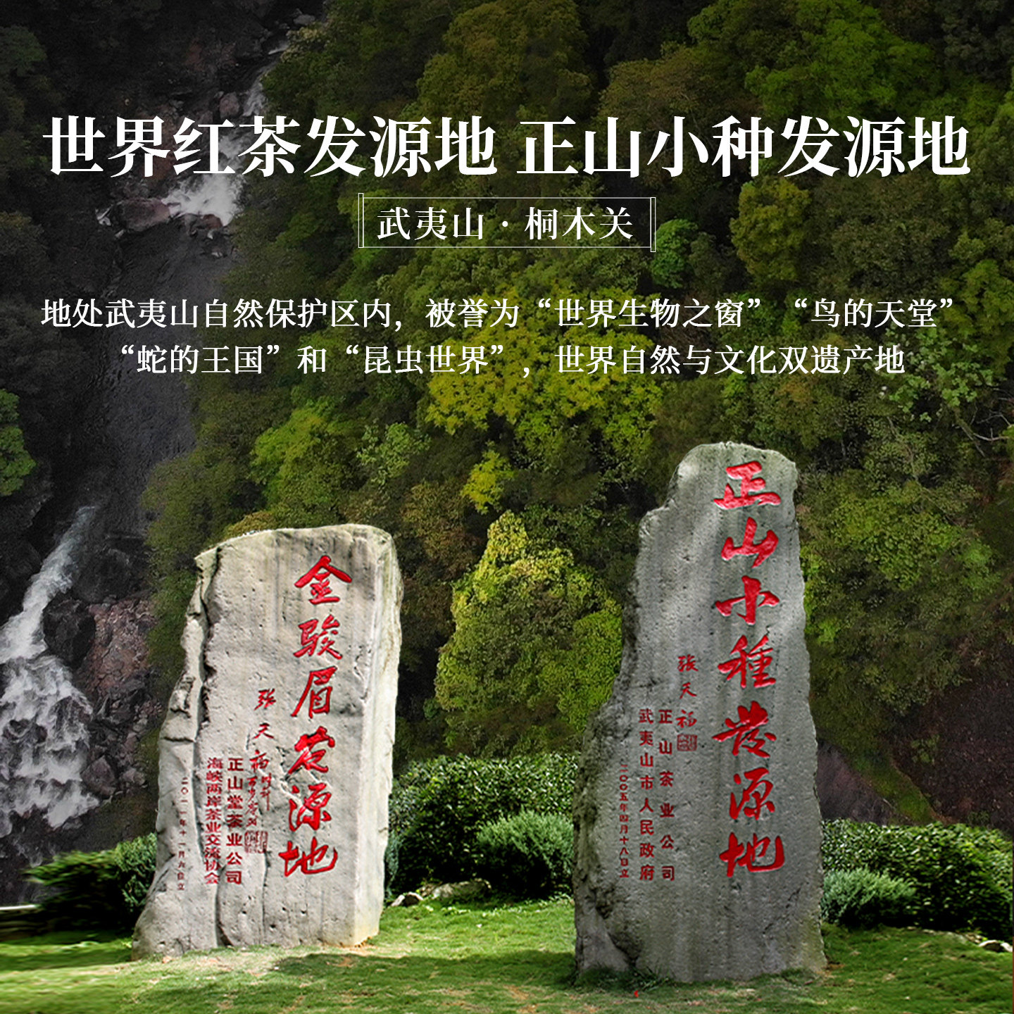 正山堂特级正山小种红茶叶特级桐木关正宗传统罐装礼盒装送礼长辈 - 图3
