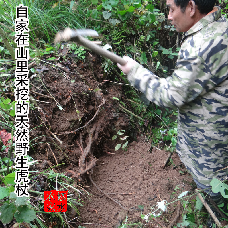 野生中药材虎杖 野生虎杖根 虎杖整根 纯虎杖肉根 新鲜干货500克 - 图0