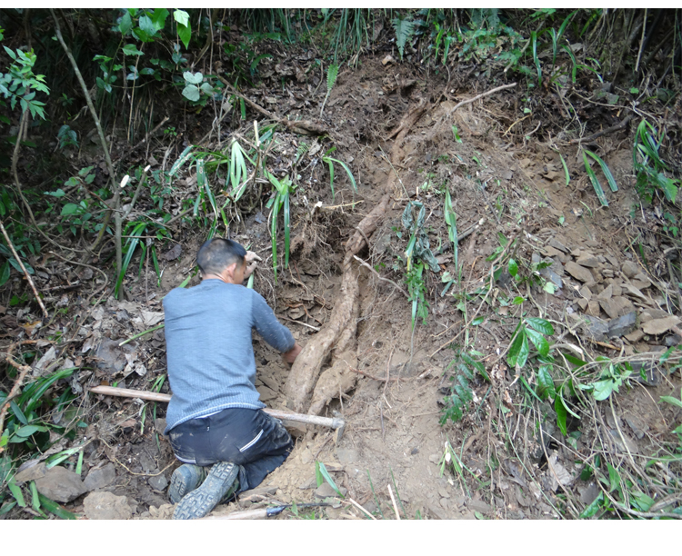 野生柴葛根块 自家挖的柴葛根 野葛根茶 新鲜切片晒干 500g - 图2