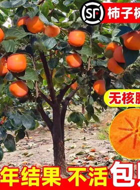 柿子苗树苗嫁接果树苗