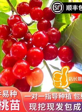 车厘子树苗樱桃树特大矮化