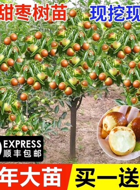 新疆和田大枣树苗特大枣树苗