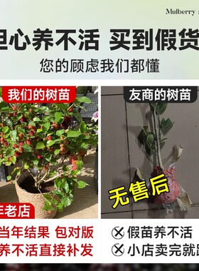 桑葚树苗南北方种植大叶桑树苗