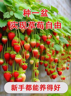 草莓苗四季奶油草莓带土带叶