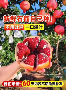石榴树树苗突尼斯软籽石榴苗