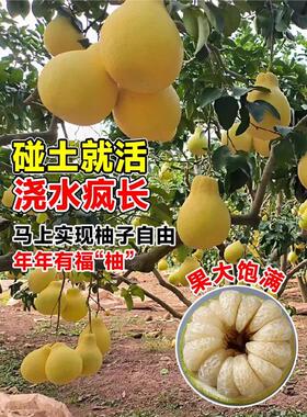 柚子树苖红心红肉蜜柚嫁接三红柚