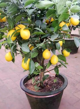 无籽四季柠檬苗食用柠檬树果苗
