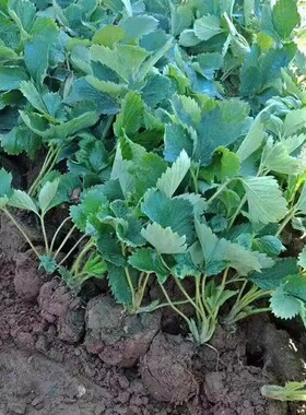 草莓苗四季奶油草莓带土带叶