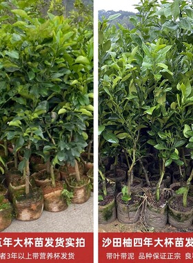 当年结果柚子树苗种植红心柚子