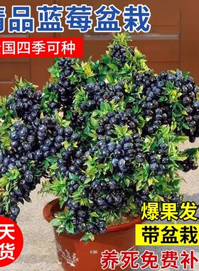 蓝莓树果苗南方北方种植盆栽