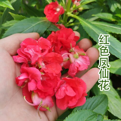 白色凤仙花种子红色指甲草花种籽染指甲学生实验花苗重瓣花卉 - 图0