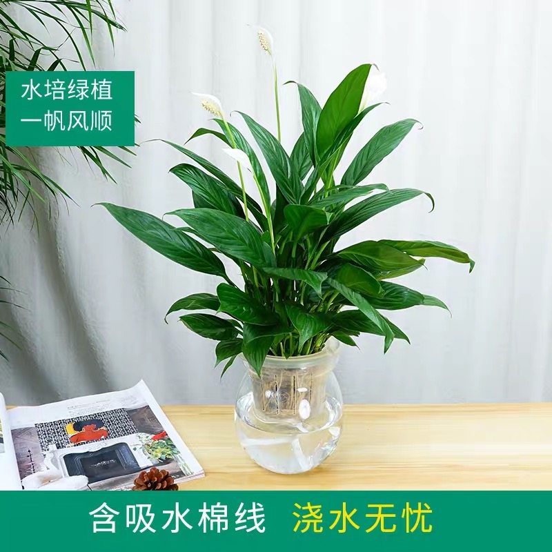 水培植物绿萝盆栽吊兰常春藤发财树室内办公桌面水培盆栽合肥同城,淘宝优惠券,粉丝福利购,淘宝优惠卷