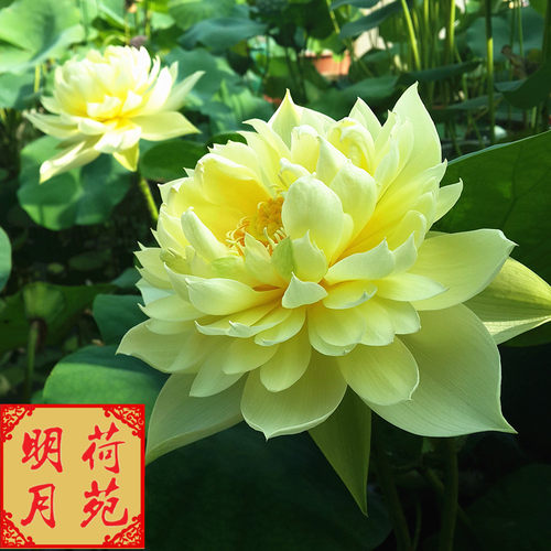 【秣陵秋色】 种藕 中型盆栽荷花阳台多年生观花植物水生花卉碗莲 - 图1