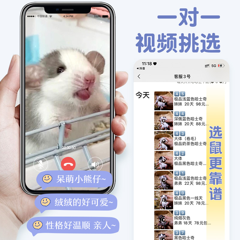 花枝鼠活物宠物大体亲人幼崽宿舍寝室异宠小朋友饲养超乖视频挑选-图0
