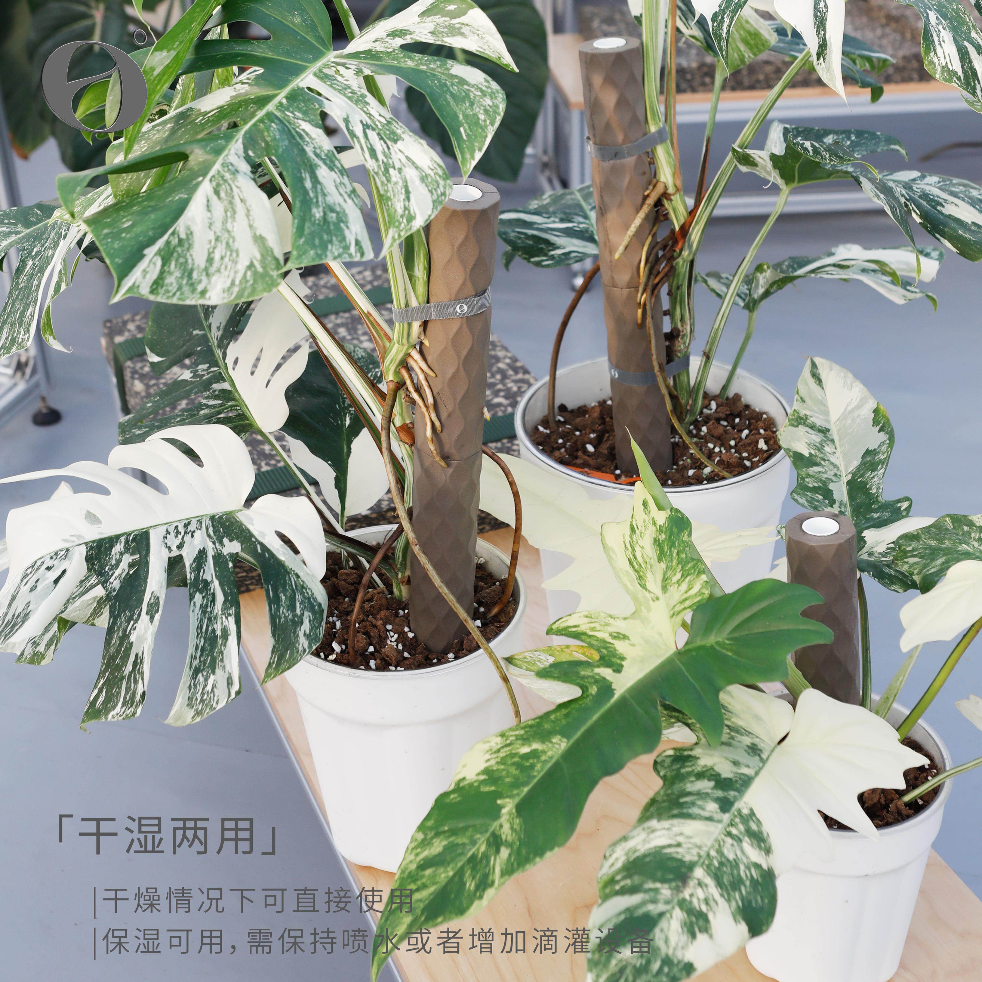 活性保持/植物攀爬棒 海绵棒可拼接水苔柱棕棒龟背竹蔓绿绒,淘宝优惠券,粉丝福利购,淘宝优惠卷