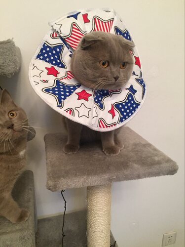 狗狗头套法斗伊丽莎白圈防挠防抓舔咬猫咪保护宠物耻辱项圈美容罩 - 图1