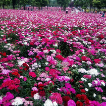 Five Colorful Stone Bamboo Flower Seed Seeds All Season Sowing of flowering Easy Living Oishi Bamboo Flower Seed Patio Outdoor cold-resistant flower seed