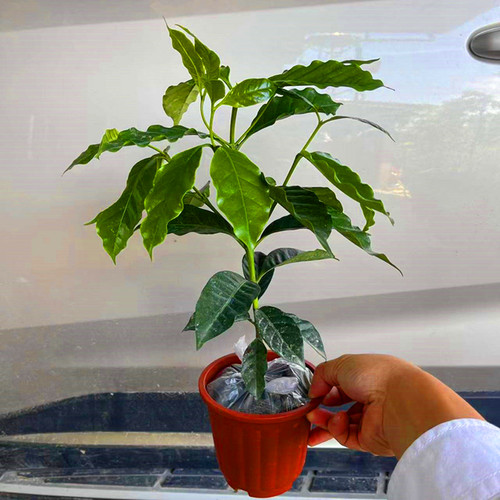 咖啡苗 咖啡树苗 云南卡迪姆咖啡树苗咖啡小苗盆栽庭院地栽树苗 - 图0