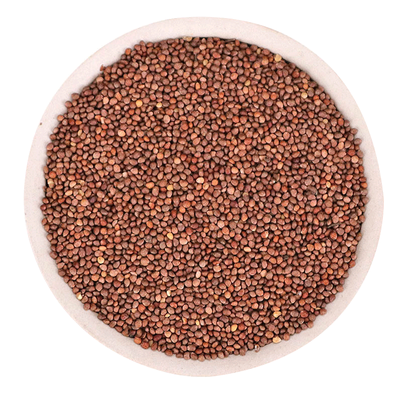 紫苏子 白芥子 菟丝子 莱菔子 吴茱萸中药材原材组合热敷 各10克 - 图0