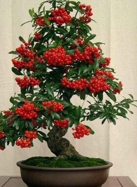 火棘盆景火棘盆栽满堂红造型老桩室内客厅阳台外花卉绿植观果植物