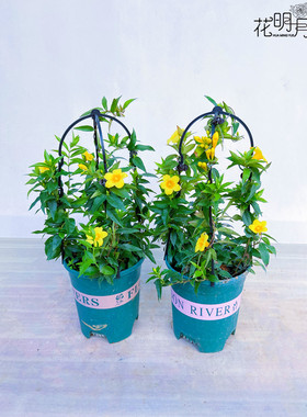 法国香水茉莉花苗盆栽黄色带花苞四季常青阳台爬藤植物庭院耐寒