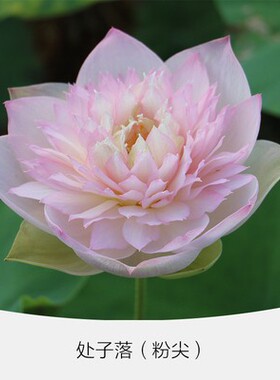 10碗莲种藕根碗莲种藕根茎