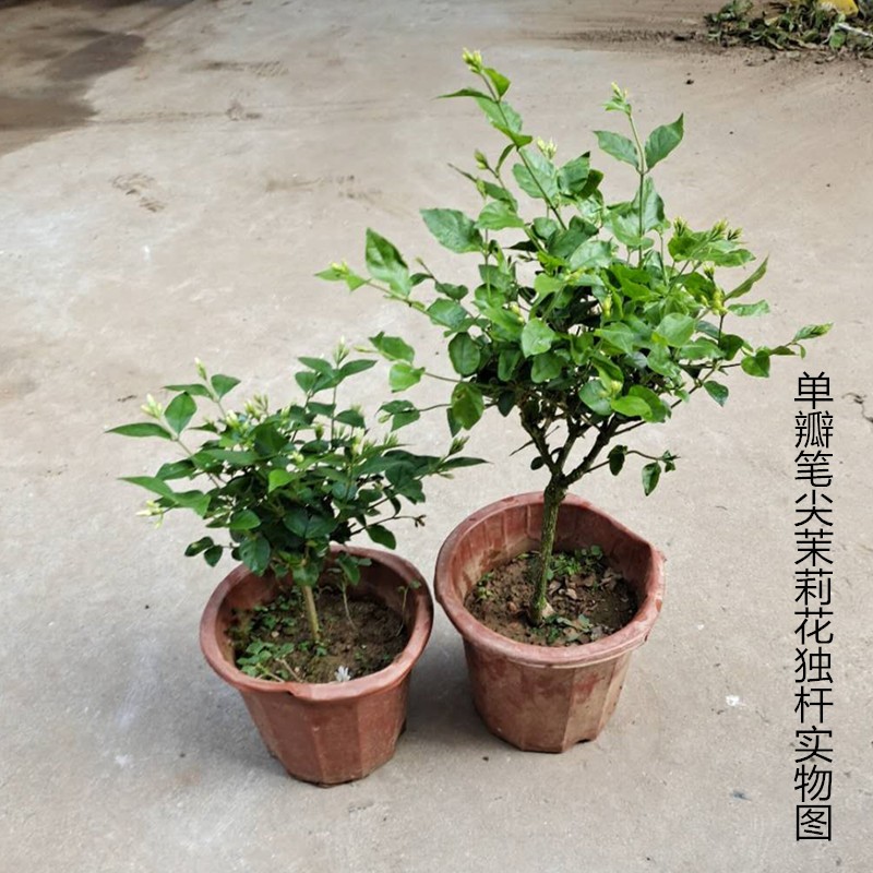 单瓣笔尖茉莉苗独杆茉莉花苗盆栽室内室外浓香植物好养易活带花苞-图2