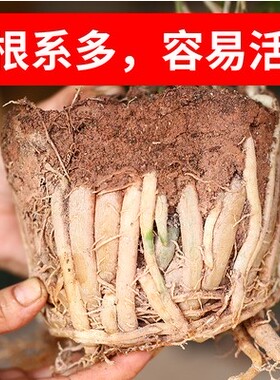 100蓬莱松室内盆栽生肖猴客厅