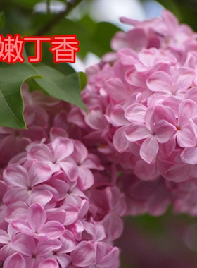 10丁香花树苗丁香花树苗盆