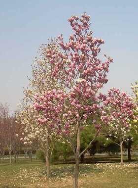 庭院植物紫玉兰花树苗南方北方均可种植红玉兰白玉兰耐寒娇红一号