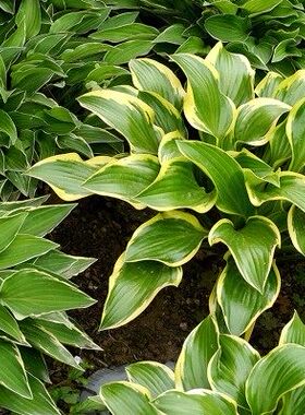 10庭院地被绿植玉簪花苗物盆