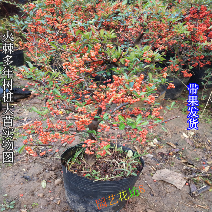 火棘沙棘盆景盆栽树桩盆景绿植观花观果植物阳台客厅庭院带果发货-图2