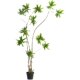 Potted floor-standing ornaments Sentai living room sofa side
