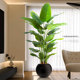 Simulation bird of paradise