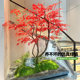 Simulated plant landscaping maple interior decoration