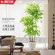 Floor-standing ornaments, home accessories, TV cabinet, Nandina bamboo