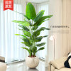 Large living room floor ornaments indoor sofa TV cabinet next to fake plants traveler canna bird of paradise simulated green plants