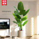 Bird of paradise green plant simulation plant light luxury