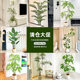 Clearance simulation green plants high-end light luxury decorative ornaments large living room advanced bionic indoor floor-standing potted fake trees