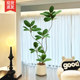 Fake green plant decoration, simulated black diamond indoor potted plant, large floor-standing ornament, light luxury, anti-real green plant for living room