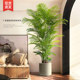 Green plants in the living room! Decorative ornaments next to the sofa and TV!